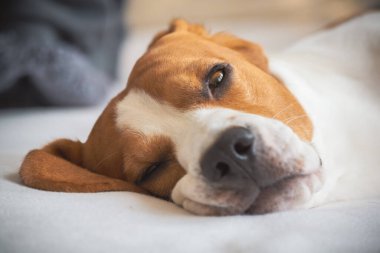 Beagle dog yorgun kanepede yatar ve dinlenir. Yakın plan portre