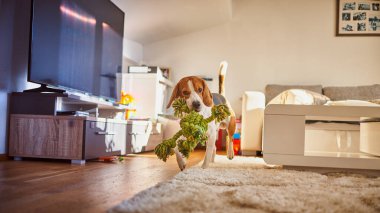 Oturma odasında yeşil bir iple koşan safkan bir köpek. İçeriye oyuncak getirmek.