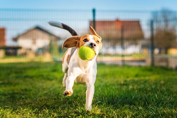 Beagle Köpeği Yeşil Topla Bahçeye Doğru Koşuyor Sunny Day Köpeği — Stok fotoğraf
