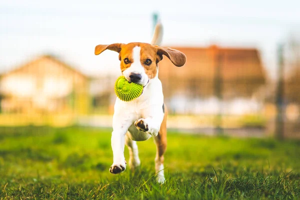 Beagle Hund Läuft Garten Mit Grünem Ball Auf Die Kamera — Stockfoto