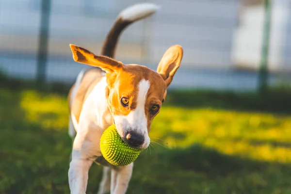 Beagle Chien Court Dans Jardin Vers Caméra Avec Boule Verte — Photo