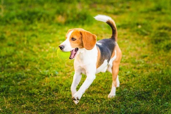 Beagle dog runs in garden towards the camera with green ball. Sunny day dog fetching a toy. Copy space.
