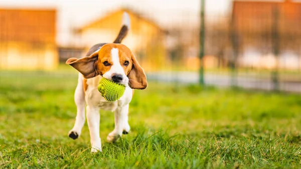 Beagle Dog Runs Garden Camera Green Ball Sunny Day Dog — Stock Photo, Image