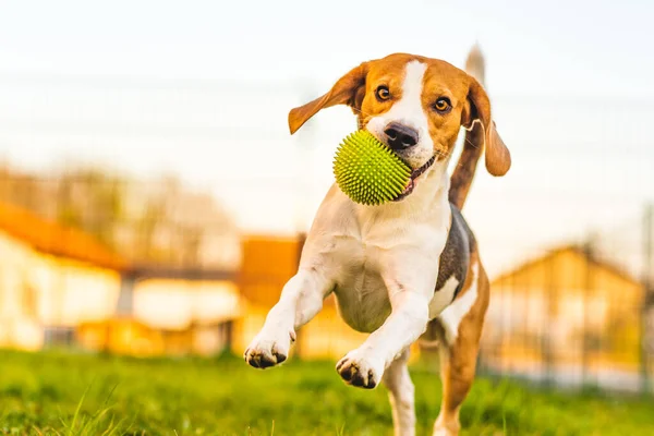 Beagle Dog Runs Garden Camera Green Ball Sunny Day Dog — Stock Photo, Image