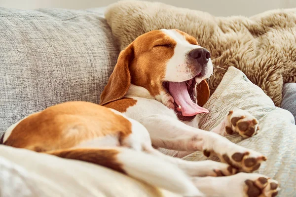 Dog Sofa Funny Pose Beagle Tired Sleeping Couch Paws Upwards — Stock Photo, Image