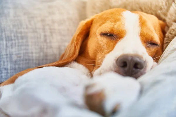 Dog on a sofa in funny pose. Beagle tired sleeping on couch. Background