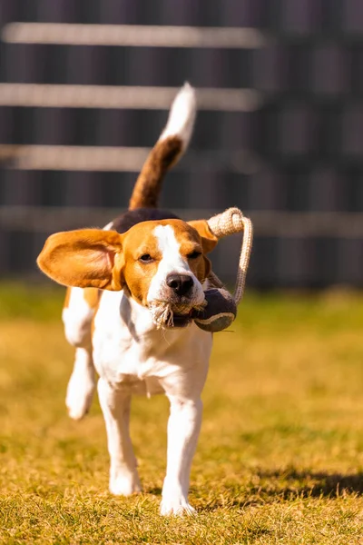 Kameraya Doğru Uçan Kulaklarla Koşan Mutlu Köpeği Aktif Köpek Konsepti — Stok fotoğraf