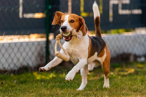 Happy beagle dog running with flying ears towards camera. Activ dog concept