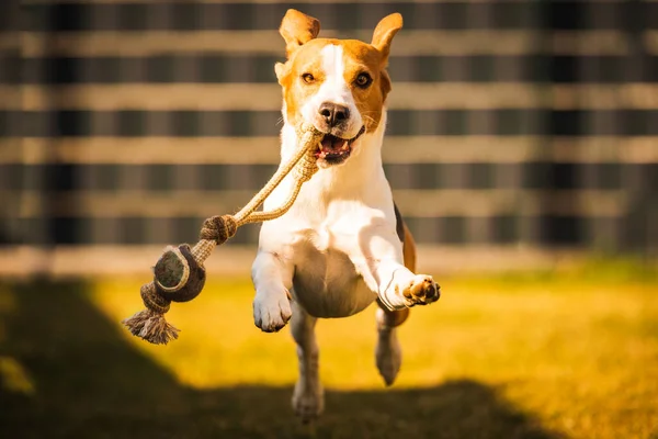 Glücklicher Beagle Hund Der Mit Fliegenden Ohren Richtung Kamera Rennt — Stockfoto