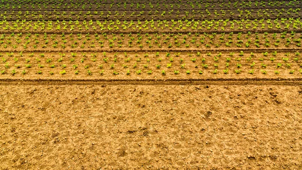 有机种植的玉米在田里 描绘玉米的生长 模式犁行 — 图库照片