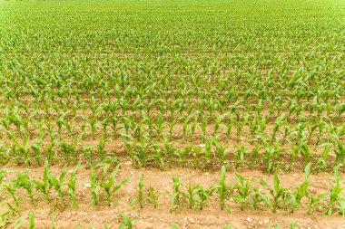 Sıra sıralar küçük genç mısır lar yetişiyor. Yaz günü mısır tarlasının görünümü.