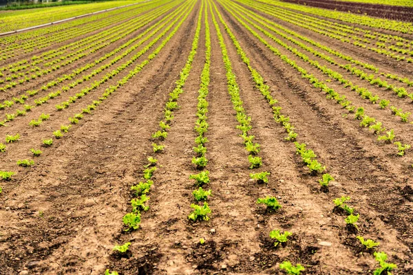 Maíz Cultivado Orgánicamente Campo Que Representa Cultivo Maíz Campo Cultivado —  Fotos de Stock