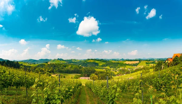 Austria Vineyards Sulztal Leibnitz Area South Styria Bad Radkersburg Wine — Stock Photo, Image