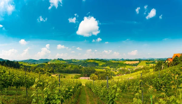 Austria Viñedos Sulztal Leibnitz Zona Sur Estiria Bad Radkersburg Región — Foto de Stock