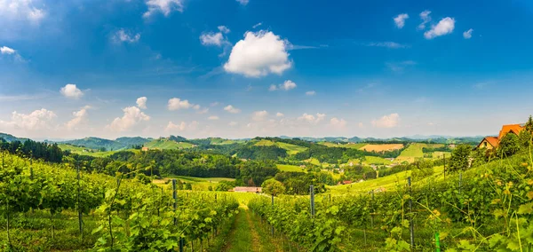 Vineyards Panorama Sulztal Leibnitz Zona Famosa Destino Calle Del Vino —  Fotos de Stock