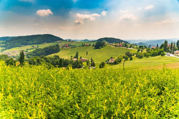 Austria Vineyards Sulztal Weinstrasse South Styria Tourist Spot Wine Country — Stock Photo, Image