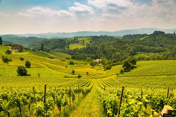 Австрия Виноградники Sulztal Weinstrasse Южной Штирии Туристическое Место Вино Страна — стоковое фото