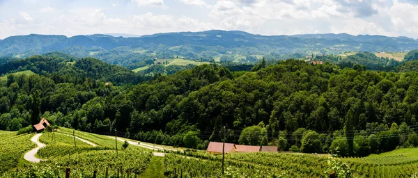 夏のオーストリアスロベニアで有名なハート形のワインロード ハート形 Herzerl Strasse 夏のブドウ畑 Spicnik観光スポット — ストック写真