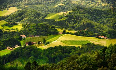 Yazın Avusturya 'da bir tepe şarap yolu üzerinde üzüm tarlalarının manzarası, şarap sokağı, Gamliz, Spicnik, Sulztal turizm mekanı