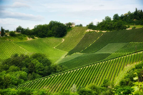 Paesaggio File Piantagione Uva Una Collina Strada Del Vino Austria — Foto Stock