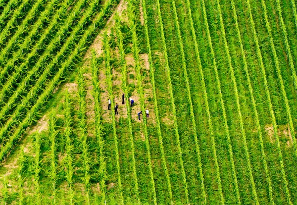 Gamlitz Sulztal Austria 2018 View Beautiful Rows Grapes Harvestin People — 图库照片