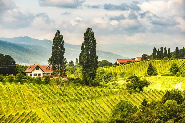 Sulztal Gamlitz Leibnitz Штирия Австрия Июня 2018 Граница Словении Виноградники — стоковое фото
