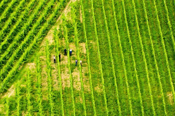 Gamlitz Sulztal Austria 2018 View Beautiful Rows Grapes Harvestin People — 图库照片