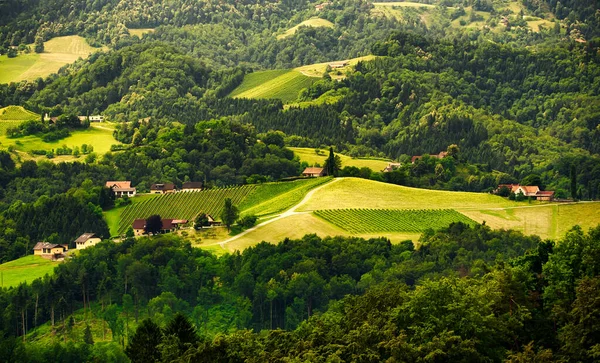 Yazın Avusturya Bir Tepe Şarap Yolu Üzerinde Üzüm Tarlalarının Manzarası — Stok fotoğraf