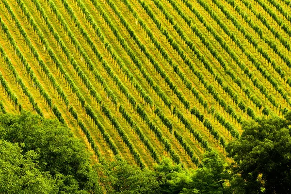 Piękne Rzędy Winogron Przed Zbiorami Austria Słowenia Obszar Sulztal Gamliz — Zdjęcie stockowe