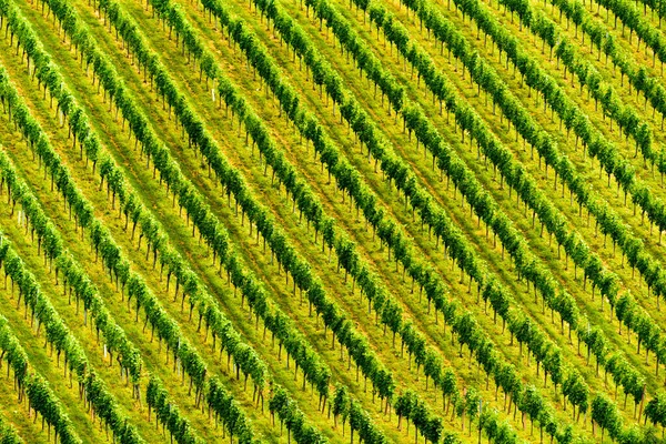 Hermosas Hileras Uvas Antes Cosecha Austria Eslovenia Área Sulztal Gamliz —  Fotos de Stock