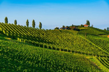 Sulztal, Styria Avusturya - 17 Eylül 2018: Üzüm bağları Sulztal 'ın ünlü varış noktası şarap caddesi güney Styria, yaz mevsiminde. Turistik bir yer. Yeşil tepeler ve üzüm ekinleri.