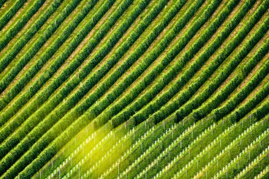 Hasattan önce güzel üzüm sıraları. Avusturya Slovenya bölgesi Sulztal, Gamliz, Spicnik. Arkaplan yeşili desenler, sıra sıra üzüm bitkileri
