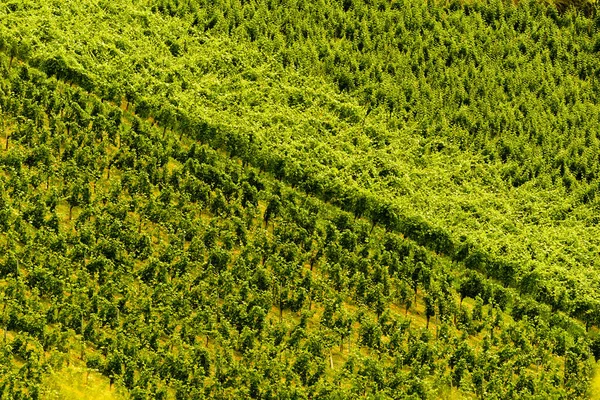 Mooie Rijen Druiven Voor Het Oogsten Oostenrijk Slovenië Sulztal Gamliz — Stockfoto