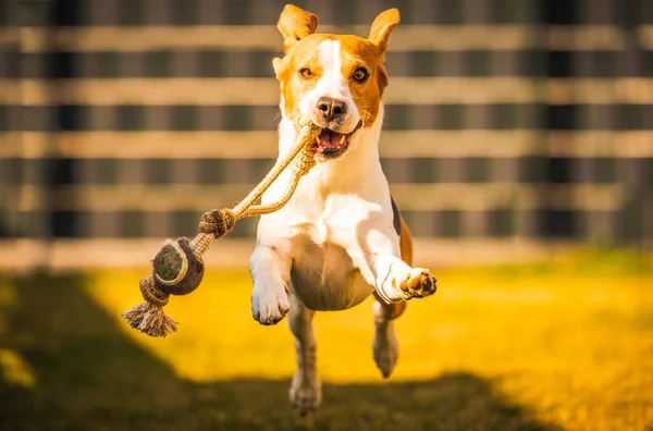 Ευτυχισμένο σκυλί beagle στην αυλή τρέχει και λυκίσκου jocularly με το παιχνίδι προς την κάμερα — Φωτογραφία Αρχείου