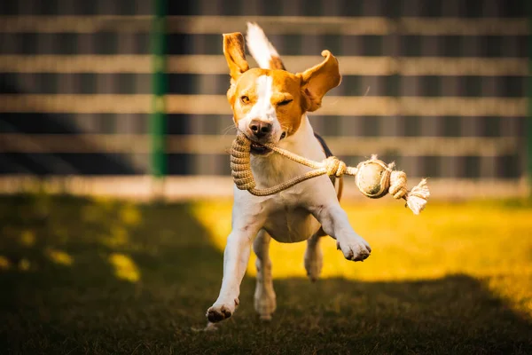 뒤 뜰에서 뛰며 카메라를 향해 장난하는 행복 한 비글 개 — 스톡 사진