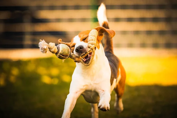 Happy beagle dog in backyard runs and hops jocularly with the toy towards camera