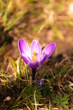 Crocus (çoğul krokus), göz familyasından çiçekli bir bitki cinsidir. Bir avuç timsah, timsah dolu bir çayır, sarı kuru çimenler üzerinde