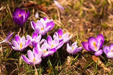 Crocus (çoğul krokus), göz familyasından çiçekli bir bitki cinsidir. Bir avuç timsah, timsah dolu bir çayır, sarı kuru çimenler üzerinde
