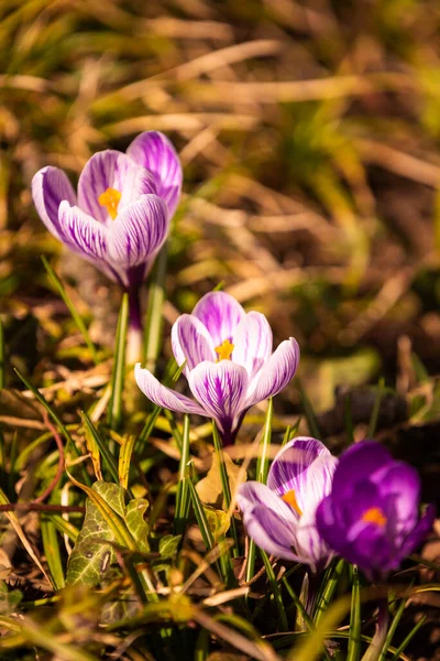Crocus, crocus pluriel ou crocus est un genre de plantes de la famille des iris. Un bouquet de crocus, une prairie pleine de crocus, sur de l'herbe sèche jaune — Photo