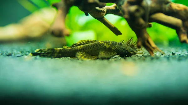 Bushymouth havskatt sötvatten akvarium fisk — Stockfoto