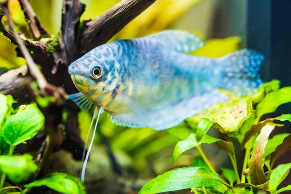 Pesci dell'acquario tropicale Opaline Gourami Trichopodus trichopterus — Foto Stock