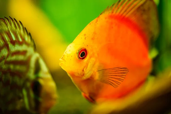 Retrato de un pez Symphysodon discus tropical rojo en una pecera . — Foto de Stock