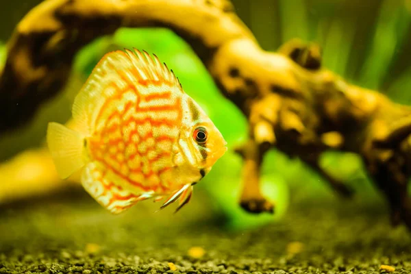 Peixe colorido das peças Symphysodon discus em aquário. — Fotografia de Stock