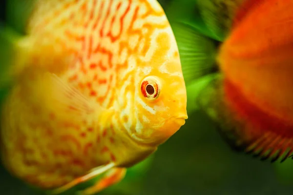 Coloridos peces de las piezas Symphysodon discus en el acuario. — Foto de Stock