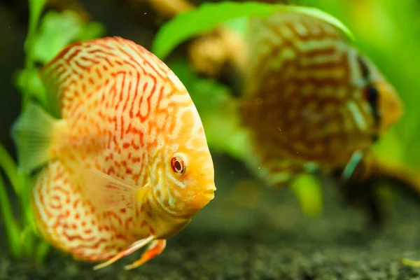 Colorful fish from the spieces Symphysodon discus in aquarium. — Stock Photo, Image