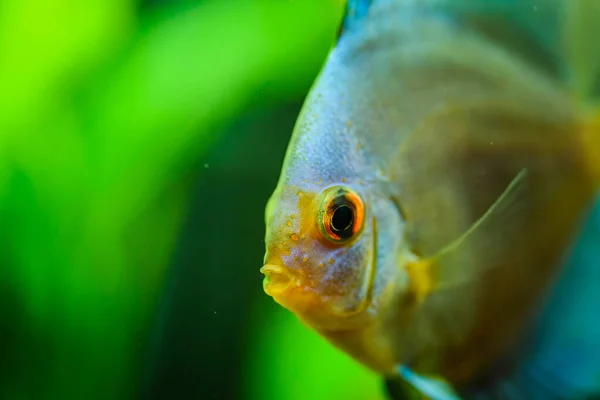 Retrato de un pez Symphysodon discus tropical azul en una pecera . — Foto de Stock