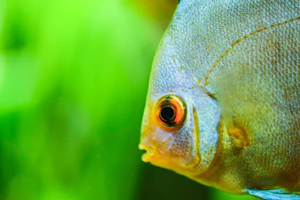 Portrait of a blue tropical Symphysodon discus fish in a fishtank. — Stock Photo, Image