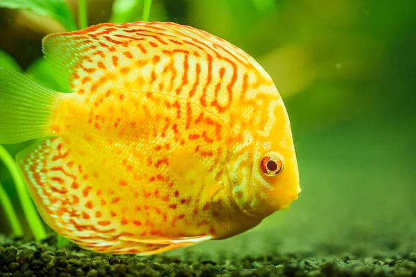 Colorful fish from the spieces Symphysodon discus in aquarium. — Stock Photo, Image