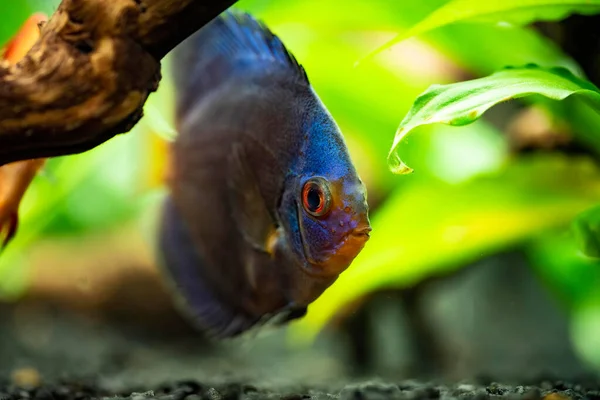 Portret van een blauwe tropische Symphysodon discus vis in een aquarium. — Stockfoto