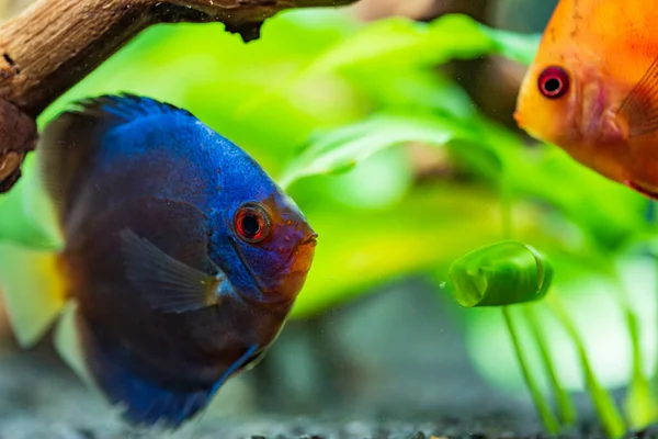 Retrato de un pez Symphysodon discus tropical azul en una pecera . — Foto de Stock